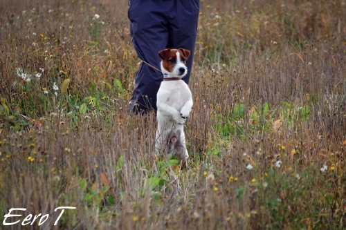 081005 pyry pellolla.jpg - Pyry pellolla